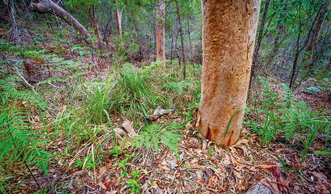 Angophora Grove Walking Track - Accommodation Gold Coast 2