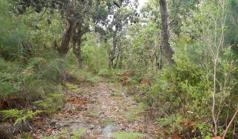 Kinchela Trig Lookout Walk - 1 Gold Coast 0