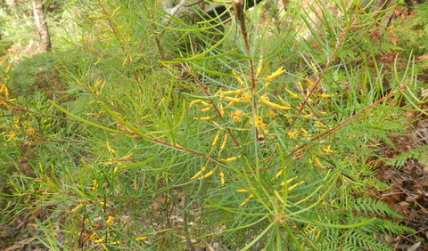 Kinchela Trig Lookout Walk - 1 Gold Coast 1