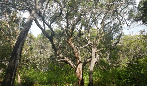 Kinchela Trig Lookout Walk - 1 Gold Coast 2