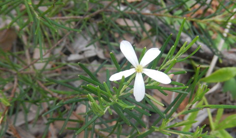 Kinchela Trig Lookout Walk - 1 Gold Coast 3