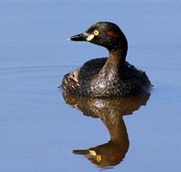 Panboola Wetlands - Accommodation Gold Coast