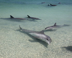 Dolphins Of Monkey Mia - Accommodation Gold Coast 2