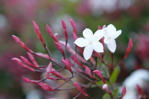 Jasmin Organics Skincare Farm And Factory - Accommodation Gold Coast 3