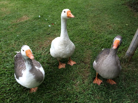 Djanbung Permaculture Gardens - 1 Gold Coast 6