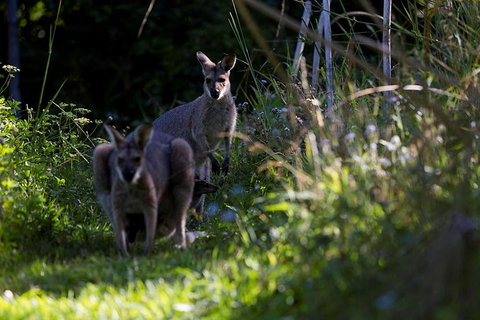 Djanbung Permaculture Gardens - 1 Gold Coast 8