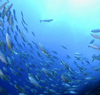 Cape Byron Marine Park - Accommodation Gold Coast