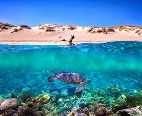 Snorkel The Ningaloo Reef - 1 Gold Coast 0