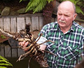 Lobster Ponds - Accommodation Gold Coast 0