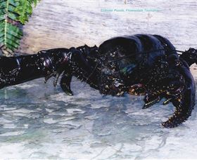 Lobster Ponds - Accommodation Gold Coast 2