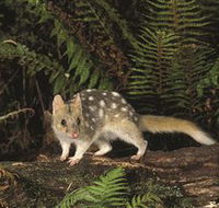 Tarkine Forest Reserve - Accommodation Gold Coast
