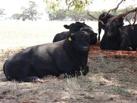 Denham Farm Beef And Lamb - Accommodation Gold Coast 1