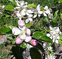 Avro Park Orchards - Accommodation Gold Coast