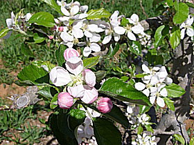 Avro Park Orchards - Accommodation Gold Coast 0