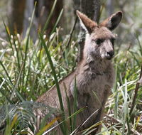 Blue Mountains Guides - Accommodation Gold Coast