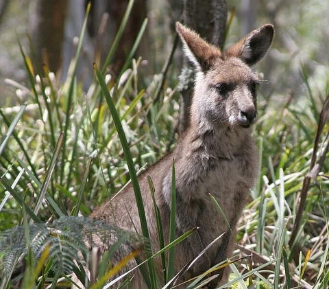 Blue Mountains Guides - 1 Gold Coast 0