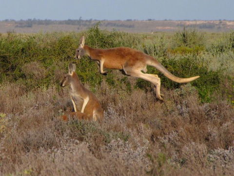 Echidna Walkabout Nature Tours - 1 Gold Coast 11