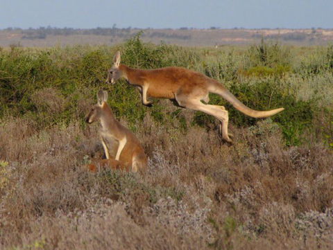 Echidna Walkabout Nature Tours - 1 Gold Coast 13