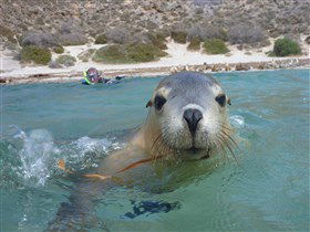 Calypso Star Charters - Accommodation Gold Coast 0