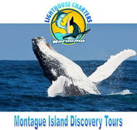 Lighthouse Charters Narooma - Accommodation Gold Coast