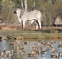 Natural Encounters Trail - Accommodation Gold Coast
