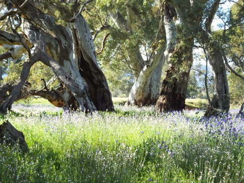 Aussie Heritage Tours - Accommodation Gold Coast 3