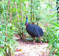 Daintree Safaris - Accommodation Gold Coast