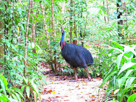 Daintree Safaris - Accommodation Gold Coast 0