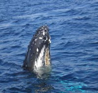Jervis Bay Whales - Gold Coast 4U
