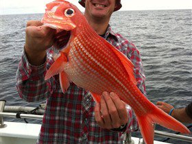 Goin' Off Safaris - Accommodation Gold Coast 1