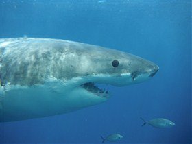 Goin' Off Safaris - Accommodation Gold Coast 6