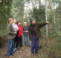 Great Western Tiers Forest Walks Tasmania - Accommodation Gold Coast