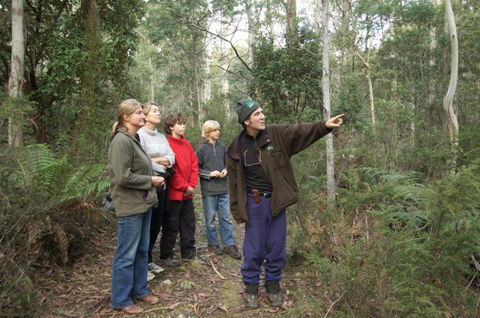 Great Western Tiers Forest Walks Tasmania - Accommodation Gold Coast 1