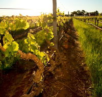 Kaesler Old Vine Vineyard Tour - Accommodation Gold Coast