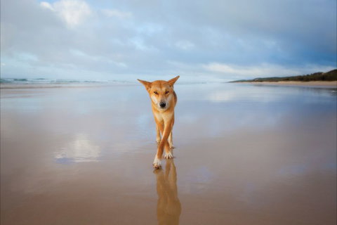 Fraser Island Adventure Tours - Accommodation Gold Coast 3