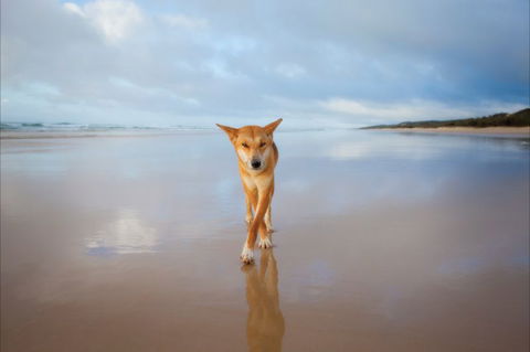 Fraser Island Adventure Tours - Accommodation Gold Coast 7