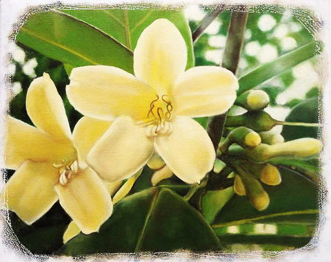 Claire Souter Gallery - Gold Coast 4U 1