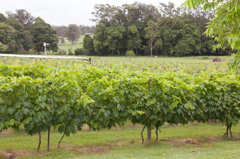 Two Tails Wines - Gold Coast 4U 2