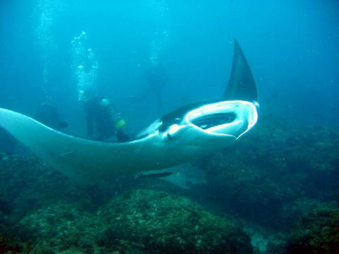 Kirra Dive “On The Tweed” - Accommodation Gold Coast 3