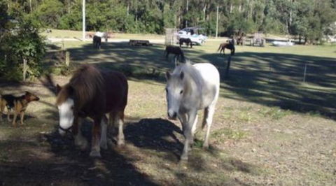 AAA Horse Riding & More - Accommodation Gold Coast 2