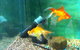 Hurley’s Aquariums - thumb 2