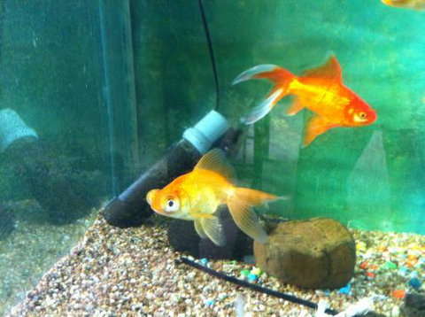 Hurley’s Aquariums - Accommodation Gold Coast 2