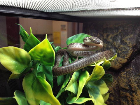 Pets Wonderland - Accommodation Gold Coast 3