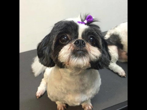 Pets Wonderland - Accommodation Gold Coast 4