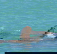 Snubfin Dolphin Eco Cruise from Broome - Accommodation Gold Coast