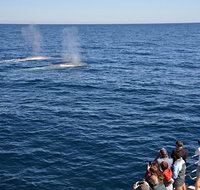 Blue Whale Perth Canyon Expedition - Accommodation Gold Coast