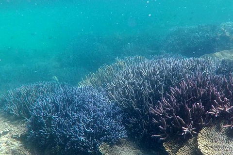 Abrolhos Island Half Day Fly And Flipper - Accommodation Gold Coast 1
