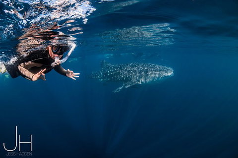 Deluxe WhaleShark Swim Tour On The Ningaloo Reef From Exmouth - Accommodation Gold Coast 0