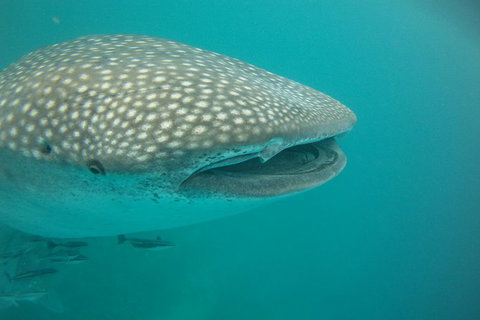 Deluxe WhaleShark Swim Tour On The Ningaloo Reef From Exmouth - Accommodation Gold Coast 1