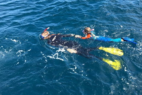 Deluxe WhaleShark Swim Tour On The Ningaloo Reef From Exmouth - Accommodation Gold Coast 5